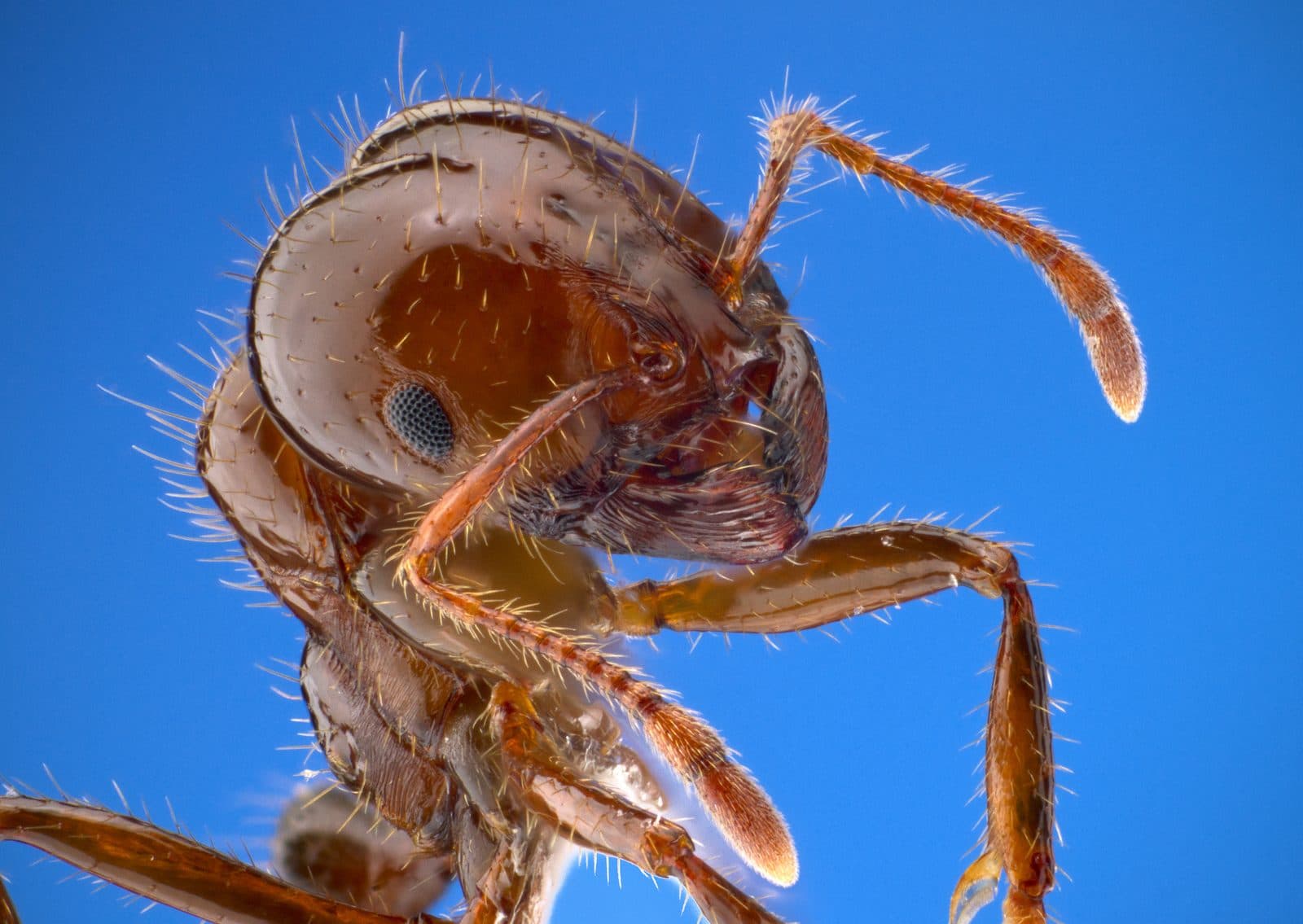 Traitement des fourmis