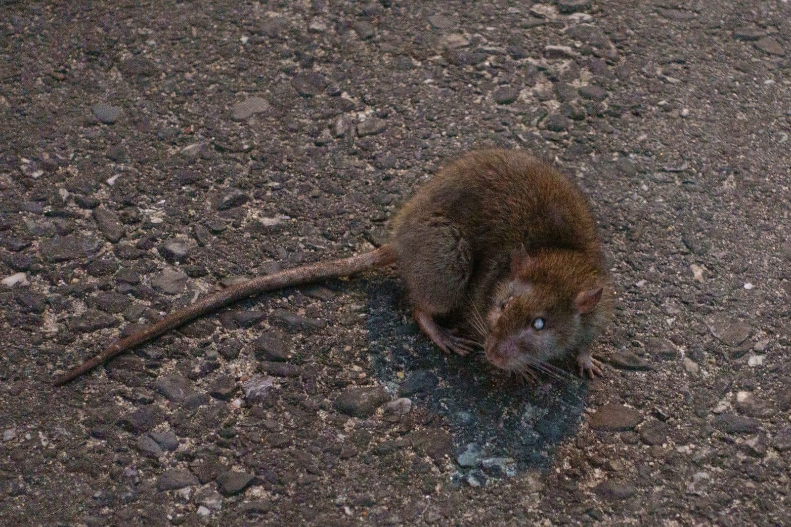 Traitement des rats