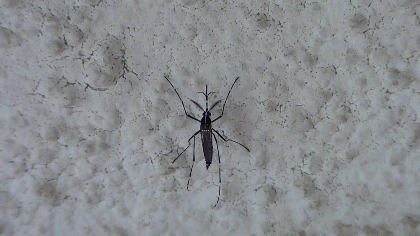 Anti-moustiques (moustique tigre)