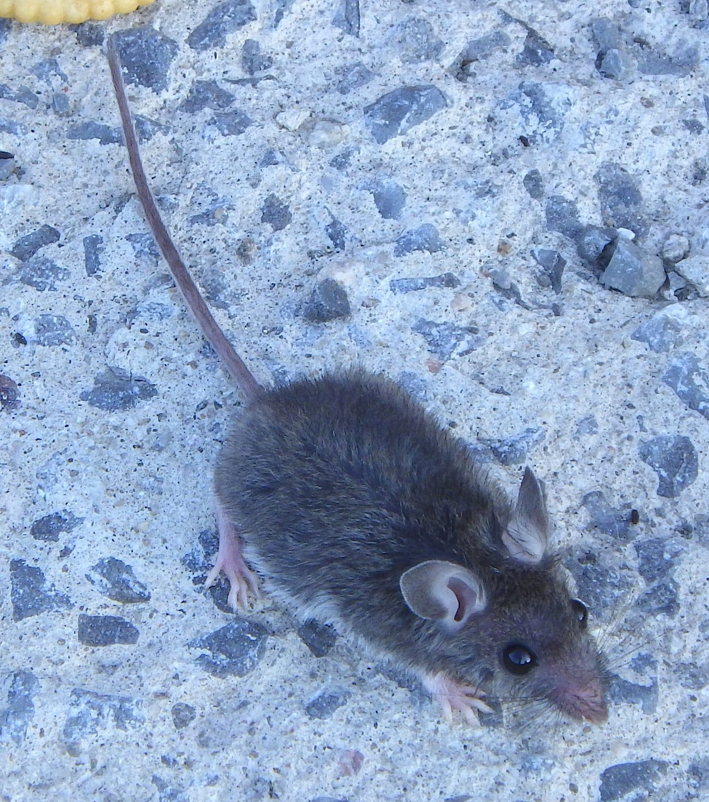 Traitement des souris