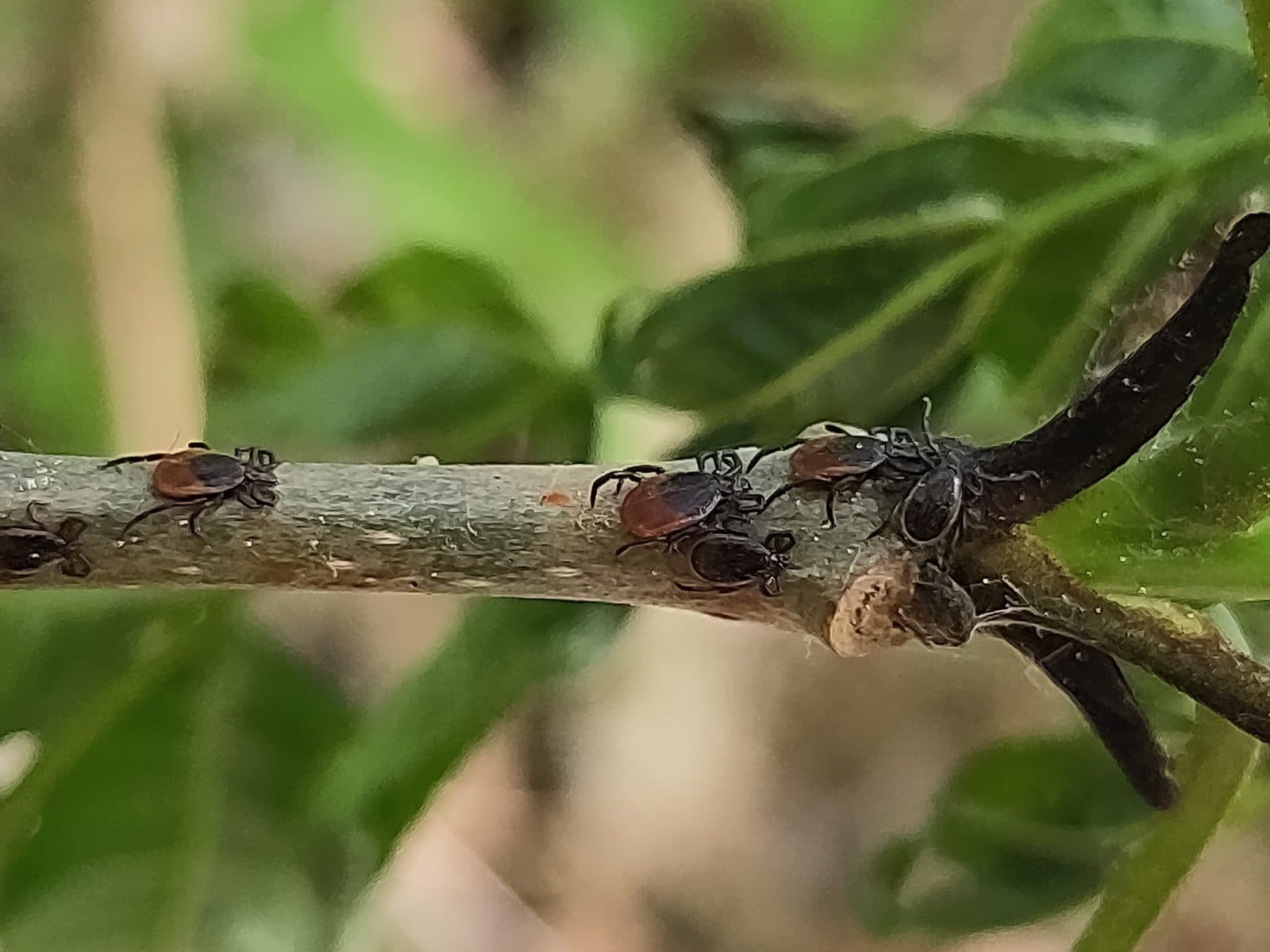 Tiques et maladie de Lyme