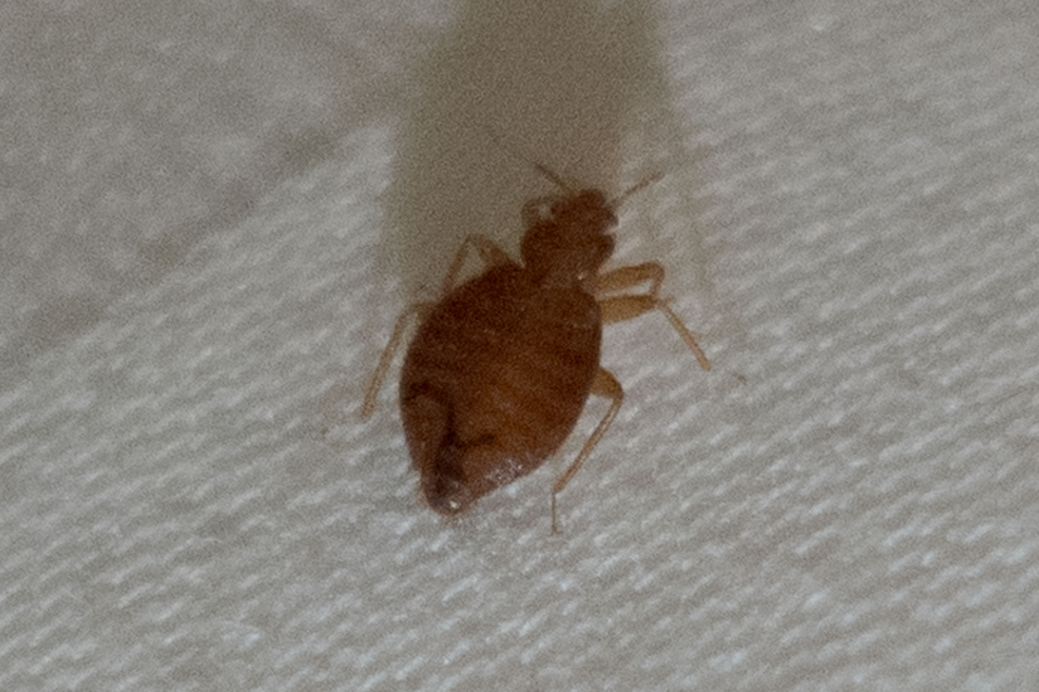 Maleta abierta sobre un maletero plegable en una habitación de hotel